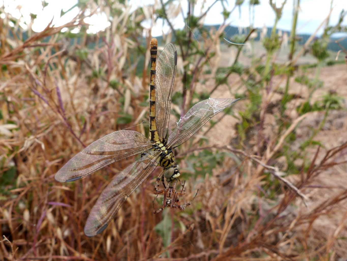 Onicogomphus forcipatus sfortunato